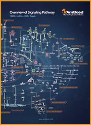 Overview of Signaling Pathway