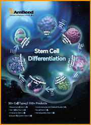 Stem Cell Differentiation