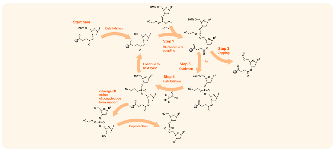 Phosphoramidite Monomers
